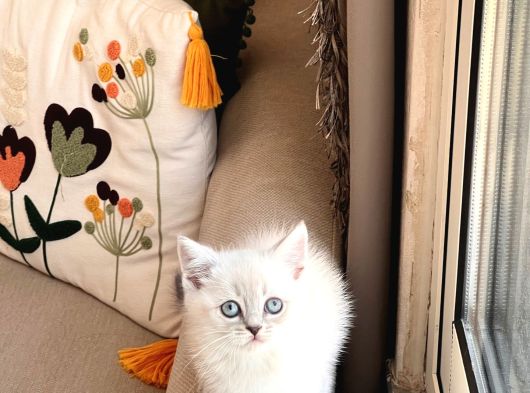 Sevi̇mli̇ Surat Bri̇ti̇sh Shorthai̇r Si̇lver Poi̇nt görsel