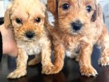 Pamuk Şeker Minik Büyümüycek Teacup Maltipoo Yavrularım