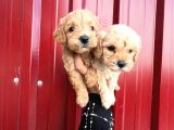 Pamuk Şeker Minik Büyümüycek Teacup Maltipoo Yavrularım