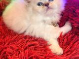 British Longhair Blue Eyes