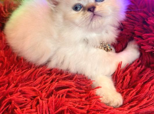 British Longhair Blue Eyes görsel
