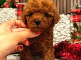 Her Bütçeye Uygun Her Reng Poodle Burada