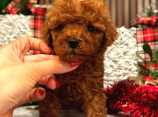 Her Bütçeye Uygun Her Reng Poodle Burada görsel