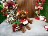 Safkan Toy Poodle Tuvalet Eğitimli