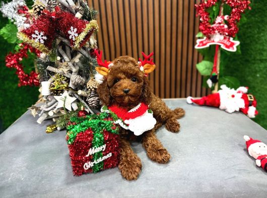 Safkan Toy Poodle Tuvalet Eğitimli görsel