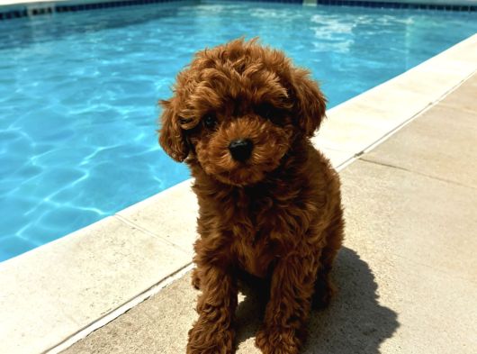 Ev Doğumu Kore Poodle Yavrularımız görsel