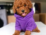 Toy Poodle Anne Altından Irk Ve Sağlık Garantili Bebekler