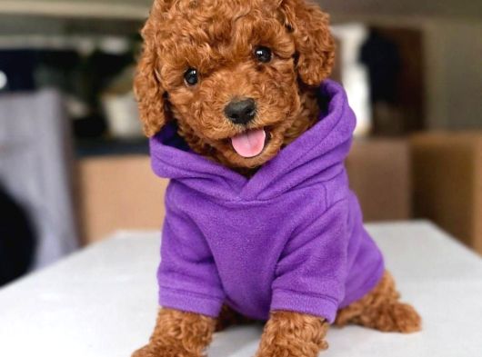 Toy Poodle Anne Altından Irk Ve Sağlık Garantili Bebekler görsel