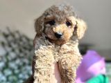 Toy poodle yavrularımız yeni sahiplerini arıyor