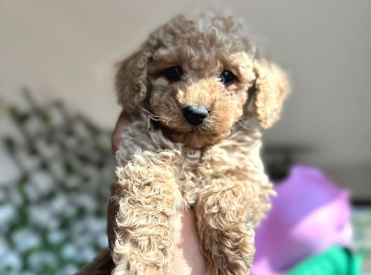 Toy Poodle Yavrularımız Yeni Sahiplerini Arıyor