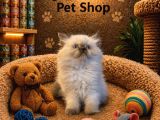 Mükemmel güzellikte british longhair blue point yavrumuz