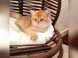 Brithis Shorthair Zarafeti̇