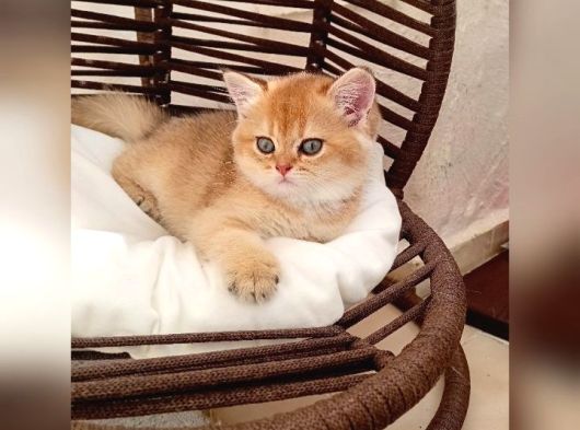 Brithis Shorthair Zarafeti̇ görsel