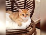 Brithis Shorthair Zarafeti̇