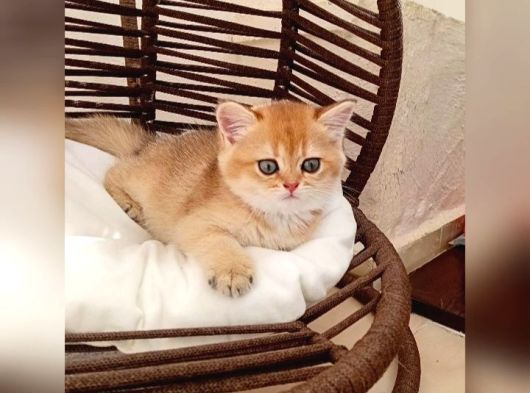Brithis Shorthair Zarafeti̇ görsel