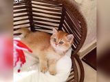 Brithis Shorthair Zarafeti̇