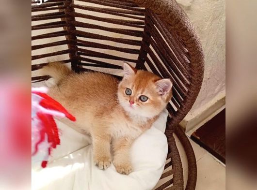 Brithis Shorthair Zarafeti̇ görsel