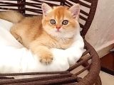 BRITHIS SHORTHAIR ZARAFETİ