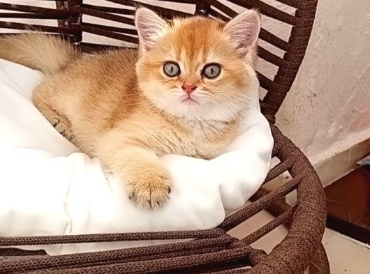 Brithis Shorthair Zarafeti̇