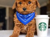 Mağazamızdan Güvenilir Ve Sağlıklı Toypoodle Yavruları