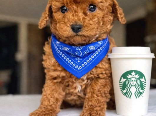 Mağazamızdan Güvenilir Ve Sağlıklı Toypoodle Yavruları görsel