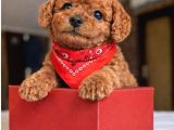 Mağazamızdan Güvenilir Ve Sağlıklı Toypoodle Yavruları