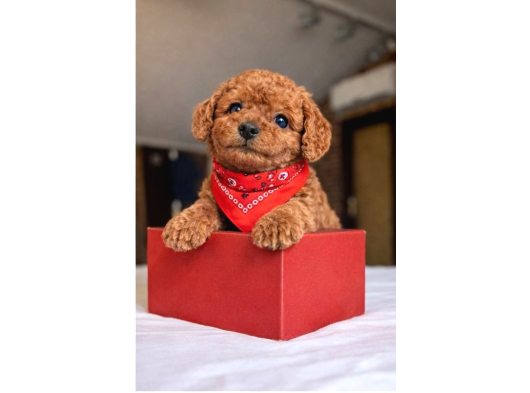 Mağazamızdan Güvenilir Ve Sağlıklı Toypoodle Yavruları görsel