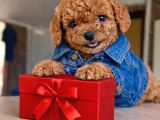 Mağazamızdan Güvenilir Ve Sağlıklı Toypoodle Yavruları