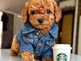 Mağazamızdan Güvenilir ve sağlıklı ToyPoodle yavruları
