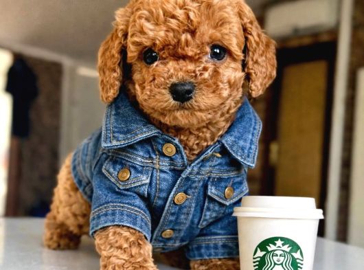 Mağazamızdan Güvenilir Ve Sağlıklı Toypoodle Yavruları