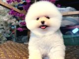 Kartopu erkek ve dişi Pomeranian Boo yavrular