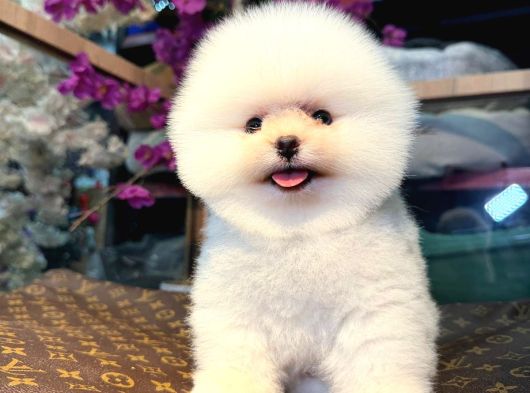 Kartopu Erkek Ve Dişi Pomeranian Boo Yavrular