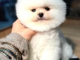 Kartopu Erkek Ve Dişi Pomeranian Boo Yavrular
