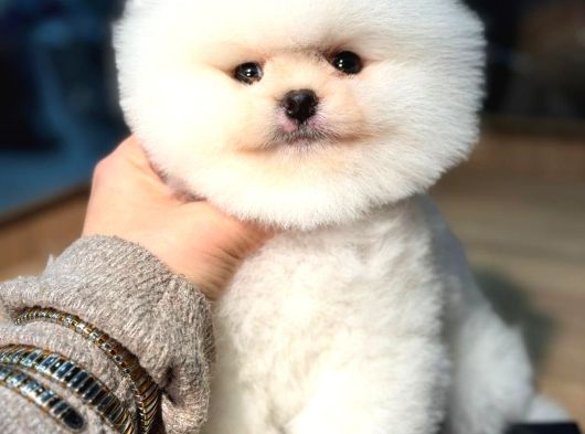 Kartopu Erkek Ve Dişi Pomeranian Boo Yavrular görsel