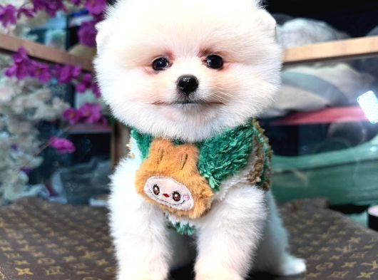 Kartopu Erkek Ve Dişi Pomeranian Boo Yavrular görsel