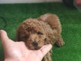 Toy poodle