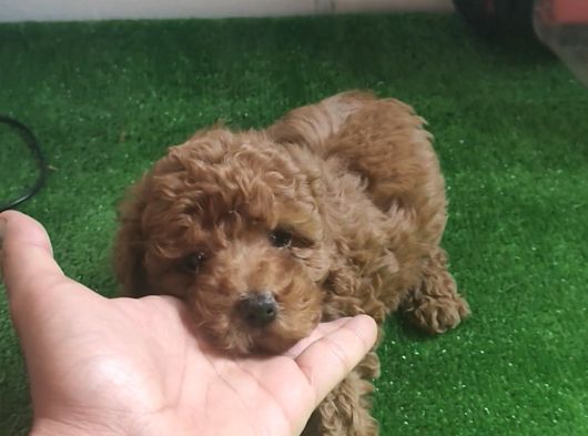 Toy Poodle