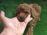 Toy Poodle