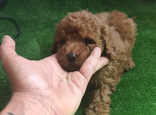 Toy Poodle görsel