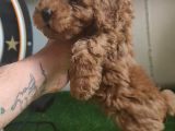 Toy Poodle