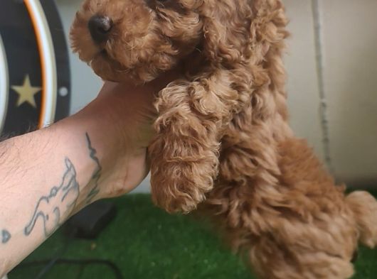 Toy Poodle görsel