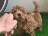 Toy Poodle