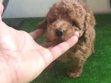 Toy Poodle