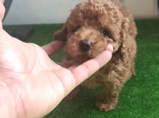Toy Poodle görsel
