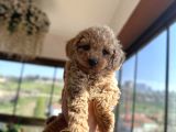 Toy Poodle Yavrularımız Yeni Sahiplerini Arıyor