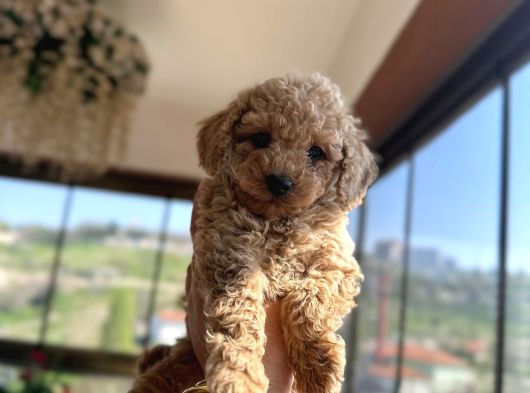 Toy Poodle Yavrularımız Yeni Sahiplerini Arıyor görsel