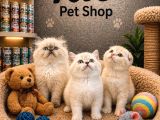Tüm Güzellikler Bir Arada  Scottish Fold British Shorthair