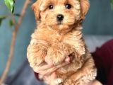 KAHVE TONLU MALTİPOO CİNSİ YAVRULAR