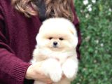 Pomerri̇an Boo Sevi̇mli̇ Yavrular