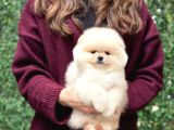POMERRİAN BOO SEVİMLİ YAVRULAR